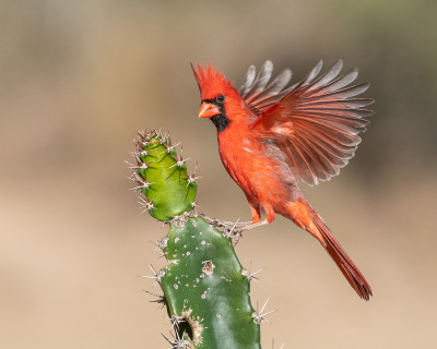 <i class='fa fa-user'></i> GeneGwin |   Rode Kardinaal  <i class='fa fa-eye'> 316</i>  <i class='fa fa-thumbs-up'> 18</i>   <i class='fa fa-comment-o'> 4</i>