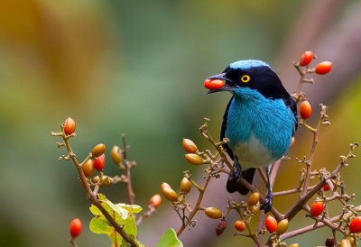 <i class='fa fa-user'></i> charlysax |   Zwartmaskerpitpit  <i class='fa fa-eye'> 243</i>  <i class='fa fa-thumbs-up'> 21</i>   <i class='fa fa-comment-o'> 11</i>