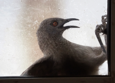 <i class='fa fa-user'></i> guido mwm |   Sahelbabbelaar  <i class='fa fa-eye'> 293</i>  <i class='fa fa-thumbs-up'> 13</i>   <i class='fa fa-comment-o'> 25</i>