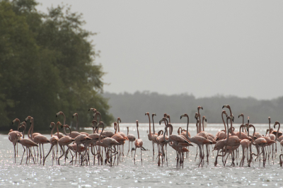 <i class='fa fa-user'></i> martin lok |   Caribische Flamingo  <i class='fa fa-eye'> 197</i>  <i class='fa fa-thumbs-up'> 1</i>   <i class='fa fa-comment-o'> 2</i>