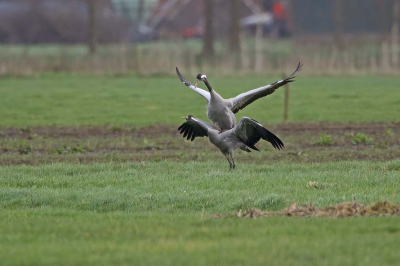 Een stel parende kraanvogels heeft de lente in de kop. Wilde ze niet verstoren en ben op grote afstand gebleven, dus flinke krop. Ben benieuwd of de foto "plaatsingswaardig" is.