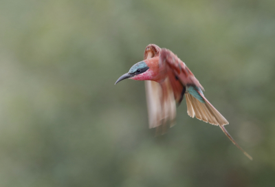 <i class='fa fa-user'></i> Ben Reitsma |   Zuidelijke Karmijnrode Bijeneter  <i class='fa fa-eye'> 189</i>   <i class='fa fa-comment-o'> 1</i>