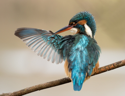 <i class='fa fa-user'></i> Kees Kroon |   IJsvogel  <i class='fa fa-eye'> 402</i>  <i class='fa fa-thumbs-up'> 26</i>   <i class='fa fa-comment-o'> 14</i>