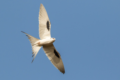 <i class='fa fa-user'></i> pjvantuil |   Afrikaanse Zwaluwstaartwouw  <i class='fa fa-eye'> 256</i>  <i class='fa fa-thumbs-up'> 6</i>   <i class='fa fa-comment-o'> 4</i>