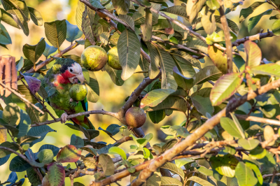 <i class='fa fa-user'></i> Louis56 |   Cuba-amazone  <i class='fa fa-eye'> 245</i>   <i class='fa fa-comment-o'> 4</i>