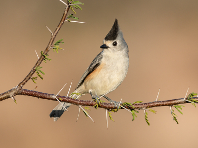 <i class='fa fa-user'></i> GeneGwin |   Zwartkruinmees  <i class='fa fa-eye'> 223</i>  <i class='fa fa-thumbs-up'> 5</i>   <i class='fa fa-comment-o'> 1</i>