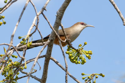 <i class='fa fa-user'></i> Louis56 |   Cubaanse Hagediskoekoek  <i class='fa fa-eye'> 101</i>   <i class='fa fa-comment-o'> 3</i>