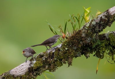 <i class='fa fa-user'></i> charlysax |   Lijsterwinterkoning  <i class='fa fa-eye'> 195</i>  <i class='fa fa-thumbs-up'> 8</i>   <i class='fa fa-comment-o'> 3</i>