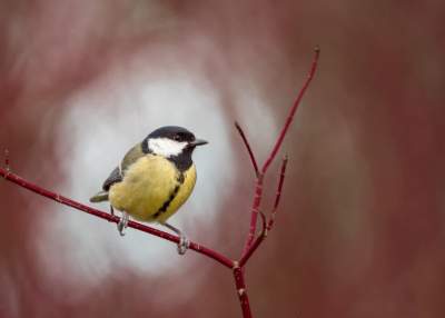 <i class='fa fa-user'></i> Truus Aletta Maan |   Koolmees  <i class='fa fa-eye'> 199</i>  <i class='fa fa-thumbs-up'> 7</i>   <i class='fa fa-comment-o'> 8</i>