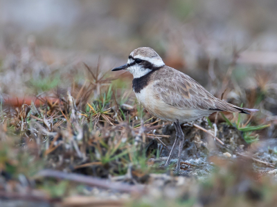 <i class='fa fa-user'></i> Paul van Giersbergen |   Madagaskarplevier  <i class='fa fa-eye'> 119</i>   <i class='fa fa-comment-o'> 2</i>