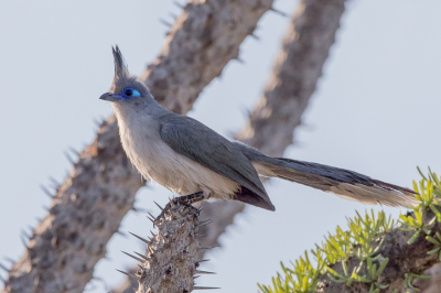 <i class='fa fa-user'></i> Paul van Giersbergen |   Grijze Coua  <i class='fa fa-eye'> 120</i>  <i class='fa fa-thumbs-up'> 2</i>   <i class='fa fa-comment-o'> 3</i>