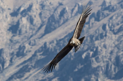 Een moment waarnaar ik lang heb uitgekeken.
Tijdens de familiereis naar Peru kon een bezoek aan het uitkijkpunt boven de Colca Canyon niet ontbreken. Het landschap is adembenemend, maar wanneer deze gigantische vogels het uitzicht doorkruisen... Puur genieten.