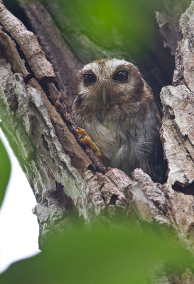 <i class='fa fa-user'></i> gras4711 |   Cubaanse Schreeuwuil  <i class='fa fa-eye'> 497</i>  <i class='fa fa-thumbs-up'> 1</i>   <i class='fa fa-comment-o'> 1</i>