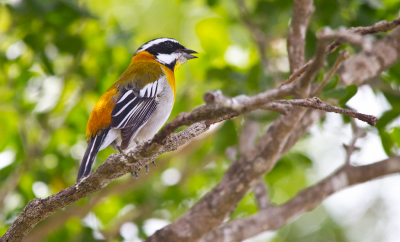 <i class='fa fa-user'></i> gras4711 |   Westelijke Spindalis  <i class='fa fa-eye'> 430</i>  <i class='fa fa-thumbs-up'> 4</i>   <i class='fa fa-comment-o'> 6</i>