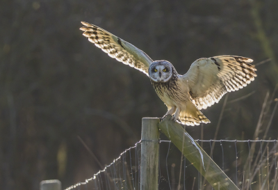 <i class='fa fa-user'></i> PeterBoers |   Velduil  <i class='fa fa-eye'> 481</i>  <i class='fa fa-thumbs-up'> 17</i>   <i class='fa fa-comment-o'> 10</i>