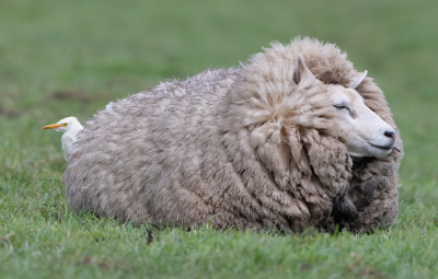 <i class='fa fa-user'></i> Hans Overduin |   Koereiger  <i class='fa fa-eye'> 284</i>  <i class='fa fa-thumbs-up'> 9</i>   <i class='fa fa-comment-o'> 8</i>