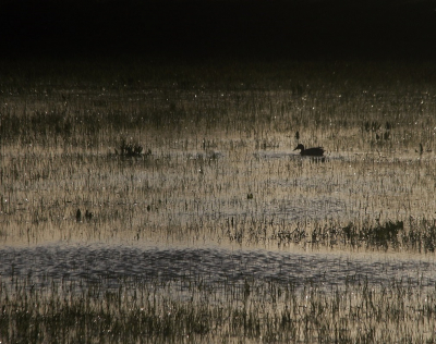 Bijna elk dorp in Friesland,hoe klein ook, heeft een ijsbaan ,die s,winters onder water gezet wordt.Inmiddels worden ze weer leeggepompt,waardoor er tijdelijk kleine moerasjes ontstaan.Vooral eenden maken gebruik van deze tijdelijke voedselplekken.