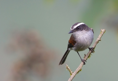 <i class='fa fa-user'></i> charlysax |   Piuratapuittiran  <i class='fa fa-eye'> 122</i>  <i class='fa fa-thumbs-up'> 4</i>   <i class='fa fa-comment-o'> 4</i>