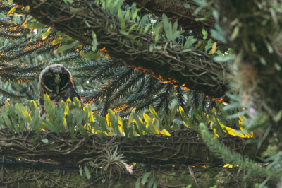 <i class='fa fa-user'></i> Martjan Lammertink |   Grote Ransuil  <i class='fa fa-eye'> 200</i>  <i class='fa fa-thumbs-up'> 1</i>   <i class='fa fa-comment-o'> 4</i>