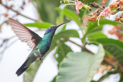Op weg naar Machu Picchu overnachtten we op een koffieplantage. Net voor zonsondergang bemerkte ik deze foeragerende kolibrie en slaagde ik erin een foto te maken waarop het minuscule vogeltje op precies de goede plaats vloog.