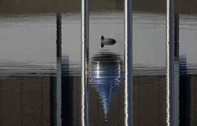 <i class='fa fa-user'></i> sieb |   Meerkoet  <i class='fa fa-eye'> 317</i>  <i class='fa fa-thumbs-up'> 19</i>   <i class='fa fa-comment-o'> 11</i>