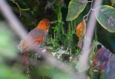 <i class='fa fa-user'></i> charlysax |   Roodkopbladspeurder  <i class='fa fa-eye'> 152</i>  <i class='fa fa-thumbs-up'> 2</i>   <i class='fa fa-comment-o'> 1</i>