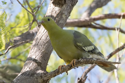 <i class='fa fa-user'></i> Paul van Giersbergen |   Madagaskarpapegaaiduif  <i class='fa fa-eye'> 146</i>   <i class='fa fa-comment-o'> 1</i>