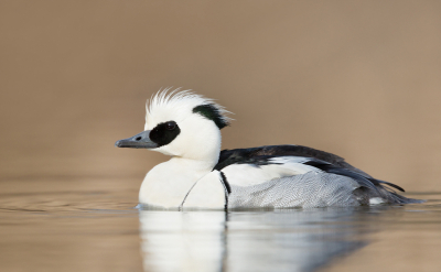 <i class='fa fa-user'></i> keesvanderklauw |   Nonnetje  <i class='fa fa-eye'> 460</i>  <i class='fa fa-thumbs-up'> 35</i>   <i class='fa fa-comment-o'> 20</i>