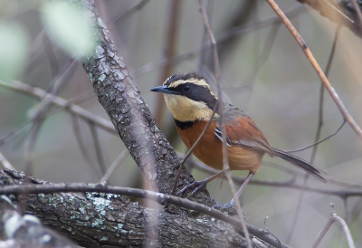 <i class='fa fa-user'></i> charlysax |   Bonte Maansluiper  <i class='fa fa-eye'> 138</i>  <i class='fa fa-thumbs-up'> 1</i>   <i class='fa fa-comment-o'> 1</i>