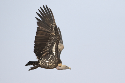 <i class='fa fa-user'></i> hugo weenen |   Rppells Gier  <i class='fa fa-eye'> 222</i>  <i class='fa fa-thumbs-up'> 6</i>   <i class='fa fa-comment-o'> 6</i>