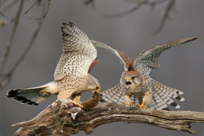 <i class='fa fa-user'></i> Gejo Wassink |   Torenvalk  <i class='fa fa-eye'> 323</i>  <i class='fa fa-thumbs-up'> 15</i>   <i class='fa fa-comment-o'> 19</i>