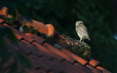 <i class='fa fa-user'></i> kruisje2000 |   Steenuil  <i class='fa fa-eye'> 400</i>  <i class='fa fa-thumbs-up'> 21</i>   <i class='fa fa-comment-o'> 15</i>