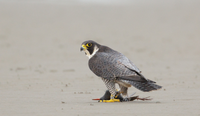 <i class='fa fa-user'></i> Henk Wiebe van der Meulen |   Slechtvalk  <i class='fa fa-eye'> 441</i>  <i class='fa fa-thumbs-up'> 5</i>   <i class='fa fa-comment-o'> 6</i>