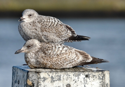 Heerlijk samen uitbuiken en genieten van het zonnetje.
Nikon D70. Sigma 170-500 mm. Rijstzak