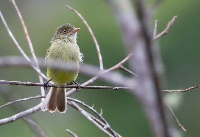 <i class='fa fa-user'></i> charlysax |   Mishanavliegenpikker  <i class='fa fa-eye'> 161</i>  <i class='fa fa-thumbs-up'> 2</i>   <i class='fa fa-comment-o'> 1</i>