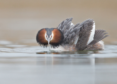 <i class='fa fa-user'></i> keesvanderklauw |   Fuut  <i class='fa fa-eye'> 648</i>  <i class='fa fa-thumbs-up'> 43</i>   <i class='fa fa-comment-o'> 26</i>