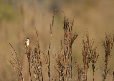 <i class='fa fa-user'></i> Lennart Verheuvel |   Puntstaarttiran  <i class='fa fa-eye'> 243</i>  <i class='fa fa-thumbs-up'> 4</i>   <i class='fa fa-comment-o'> 5</i>