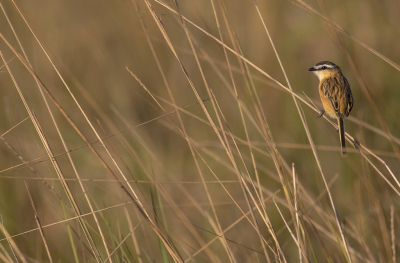 Die andere foto! Ook best een aardig plaatje en de vogel staat er in elk geval duidelijker op! Mij spreekt de andere foto toch meer aan al doet deze het wel wat beter op kleiner formaat.