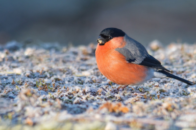 <i class='fa fa-user'></i> Truus Aletta Maan |   Goudvink  <i class='fa fa-eye'> 386</i>  <i class='fa fa-thumbs-up'> 14</i>   <i class='fa fa-comment-o'> 15</i>