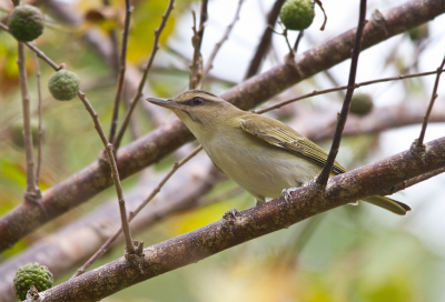 Deze ca. 15 cm. grootte resident fungeert dikwijls als waardvogel voor de glanskoevogel.