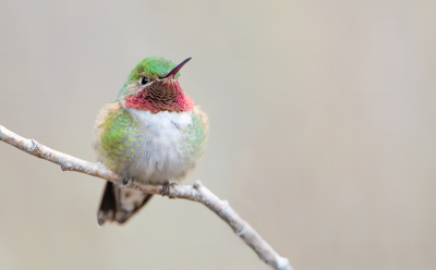 <i class='fa fa-user'></i> Hans Overduin |   Breedstaartkolibrie  <i class='fa fa-eye'> 219</i>  <i class='fa fa-thumbs-up'> 7</i>   <i class='fa fa-comment-o'> 8</i>