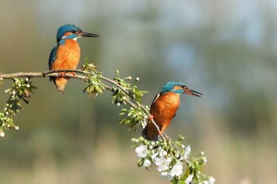 <i class='fa fa-user'></i> corvanspijk |   IJsvogel  <i class='fa fa-eye'> 331</i>  <i class='fa fa-thumbs-up'> 10</i>   <i class='fa fa-comment-o'> 15</i>