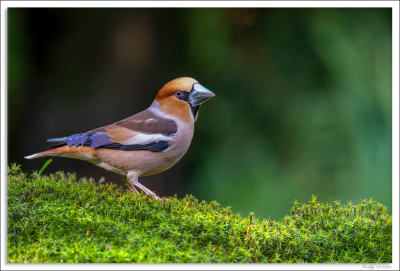 Gemaakt vanuit boshut maashorst 
Meestal is de zon niet de grootste vriend van de fotograaf, die dag kregen we echter soms mooie lichtinvallen op de vijver