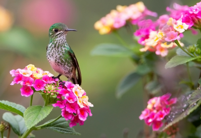 <i class='fa fa-user'></i> charlysax |   Groenstaartkomeetkolibrie  <i class='fa fa-eye'> 197</i>  <i class='fa fa-thumbs-up'> 23</i>   <i class='fa fa-comment-o'> 15</i>