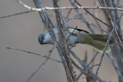 <i class='fa fa-user'></i> Paul van Giersbergen |   Kiritikazanger  <i class='fa fa-eye'> 117</i>   <i class='fa fa-comment-o'> 0</i>