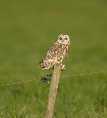 deze Velduil gefotografeerd in de late middag met veel wind en volop zon