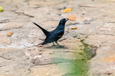 <i class='fa fa-user'></i> Louis56 |   Bruinboegtroepiaal  <i class='fa fa-eye'> 118</i>   <i class='fa fa-comment-o'> 3</i>