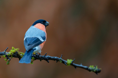 Goudvink man gefotofografeerd vanuit een prive hut van vrienden aan de grens Belgie/Duitsland...Hut speciaal gebouwd met als doel goudvinken te fotograferen