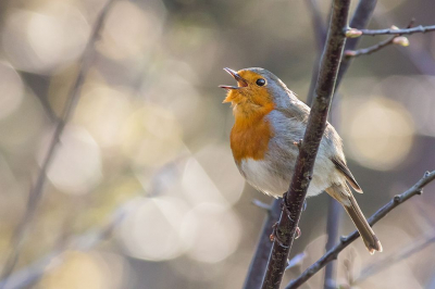 Tijdens een wandeling op Ameland merkte ik in de schaduw van de vuurtoren een luidkeels zingende roodborst op. Het vogeltje liet zich goed benaderen.