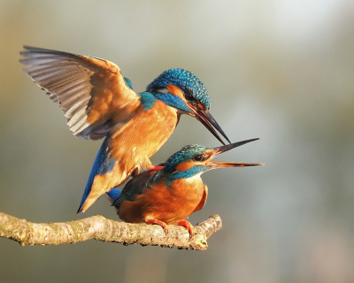 <i class='fa fa-user'></i> corvanspijk |   IJsvogel  <i class='fa fa-eye'> 470</i>  <i class='fa fa-thumbs-up'> 28</i>   <i class='fa fa-comment-o'> 7</i>